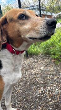 Beagle Dogs Available for Adoption in Elmsford, New York - Lego Available 5/1 | PetCurious
