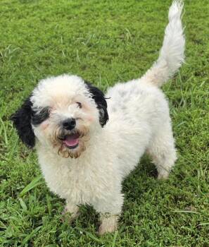 Bunny -  Poodle Dog for Adoption in Terre Haute, Indiana - Bunny | PetCurious