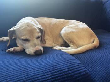 Chelsea *Help I need a foster home!* Sweet Senior! -  Beagle and Labrador Retriever Dog for Adoption in Minneapolis, Minnesota - Chelsea *Help I Need A Foster Home!* Sweet Senior! | PetCurious