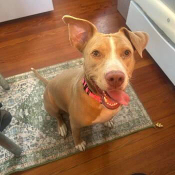 Rescue Pit Bull Terrier Dogs for Adoption in New Orleans, Louisiana - Sadie | PetCurious