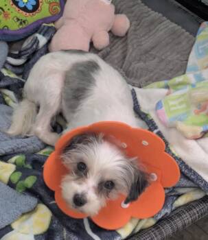 Jasmin -  Terrier Dog for Adoption - Jasmin | PetCurious