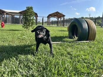 MIYA -  Labrador Retriever Dog for Adoption in Winter Haven, Florida - MIYA | PetCurious