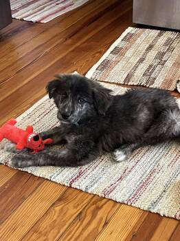 Shepherd and Anatolian Shepherd Dogs Available for Adoption in Alexandria, Kentucky - Molly | PetCurious