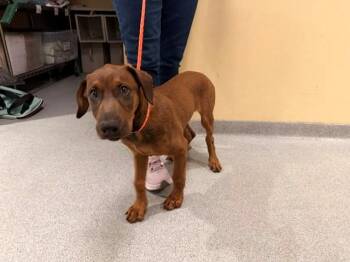 Doberman Pinscher and Mixed Breed Dogs Available for Adoption in Tustin, California - KEN | PetCurious