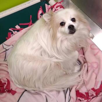 Cooper -  Pomeranian and Mixed Breed Dog for Adoption in Spokane, Washington - Cooper | PetCurious