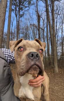 Cane Corso Dogs Available for Adoption - Tommy | PetCurious