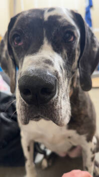 Rescue Great Dane Dogs for Adoption in Mandan, North Dakota - Georgia | PetCurious
