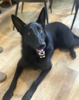 Belgian Shepherd Malinois and German Shepherd Dog Dogs Available for Adoption in Pflugerville, Texas - Swayze | PetCurious