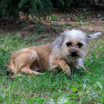Diane -  Shih Tzu and Terrier Dog for Adoption in Versailles, Kentucky - Diane | PetCurious
