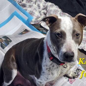 Mixed Breed Dogs Available for Adoption - Kaliha | PetCurious