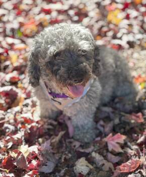 Ella -  Poodle Dog for Adoption in Wheaton, Illinois - Ella | PetCurious