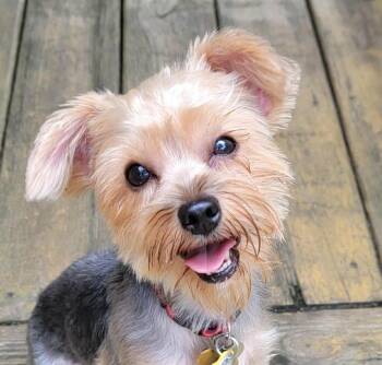 Pyxel -  Yorkshire Terrier Dog Available for Adoption in Cumming, Georgia - Pyxel | PetCurious