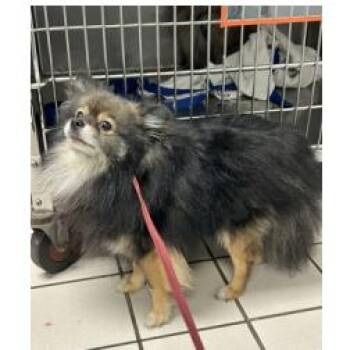 Axel -  Pomeranian and Mixed Breed Dog for Adoption in Tampa, Florida - Axel | PetCurious