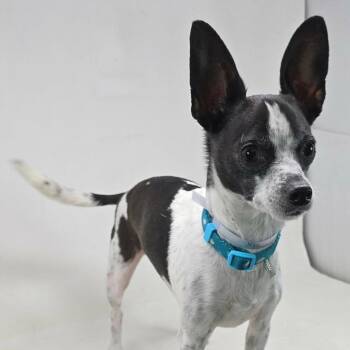 FOSTER NEEDED - Nix -  Chihuahua Dog for Adoption - FOSTER NEEDED - Nix | PetCurious