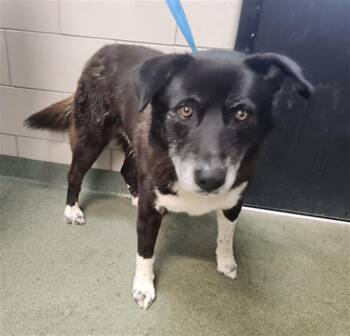 BENNY -  Mixed Breed Dog for Adoption in Santa Fe, New Mexico - BENNY | PetCurious