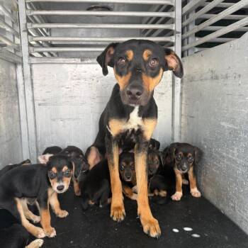 Chelsea -  Shepherd and Mixed Breed Dog for Adoption in Edinburg, Texas - Chelsea | PetCurious