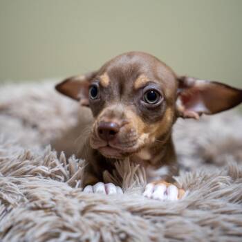 Gus Gus -  Chihuahua and Mixed Breed Dog for Adoption in Gainesville, Georgia - Gus Gus | PetCurious