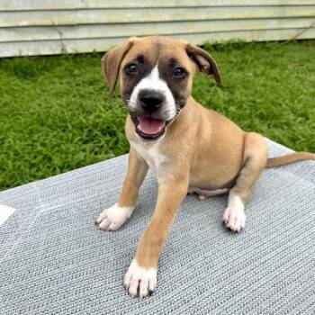 Duke Blueberry -  Mixed Breed Dog for Adoption in Savannah, Georgia - Duke Blueberry | PetCurious