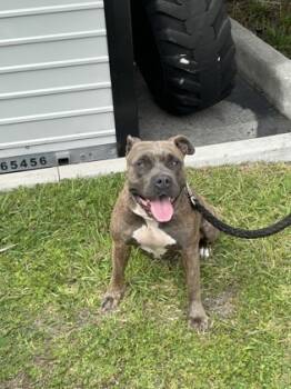 Rescue Pit Bull Terrier and Mixed Breed Dogs for Adoption in Largo, Florida - Princess | PetCurious