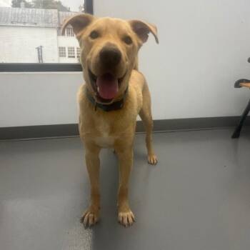 John Doe -  Labrador Retriever and Mixed Breed Dog for Adoption in Roanoke, Virginia - John Doe | PetCurious