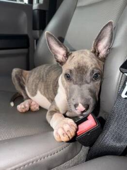 Bram -  Mixed Breed Dog for Adoption in Atlanta, Georgia - Bram | PetCurious