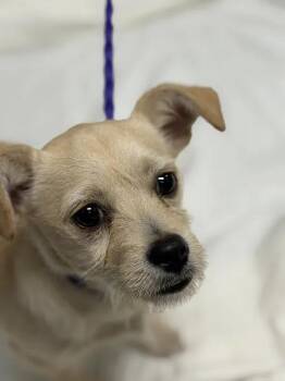 MORT -  Terrier Dog for Adoption in Las Vegas, Nevada - MORT | PetCurious
