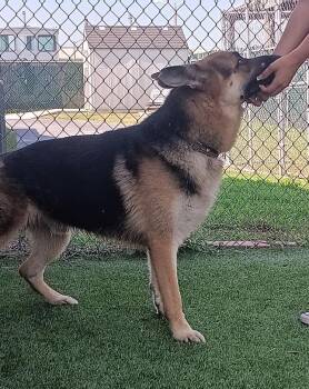 Shazam -  German Shepherd Dog Dog for Adoption in Boca Raton, Florida - Shazam | PetCurious