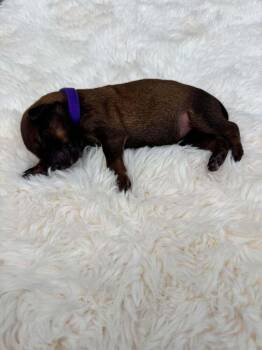 New Light Litter Rayne - Located in CA -  Belgian Shepherd Malinois Dog for Adoption in Imlay City, Michigan - New Light Litter Rayne - Located In CA | PetCurious