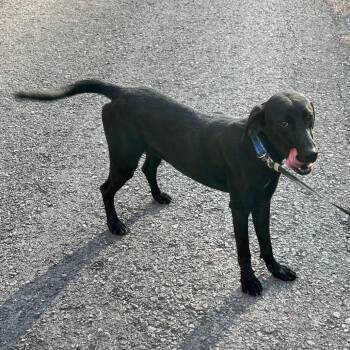Mountain Cur Dogs Available for Adoption - Brushy Creek Jet | PetCurious