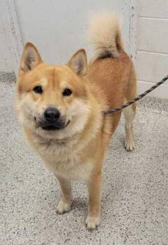 Heinz -  Siberian Husky and Chow Chow Dog for Adoption in Kansas City, Missouri - Heinz | PetCurious
