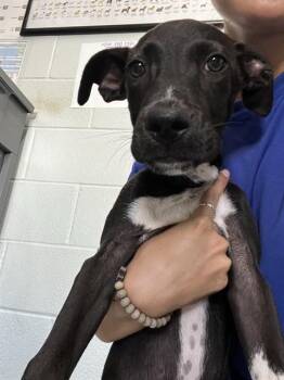 RENLY -  German Shorthaired Pointer and Mixed Breed Dog for Adoption in Corpus Christi, Texas - RENLY | PetCurious