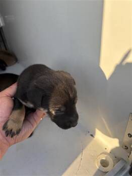 Siberian Husky and Labrador Retriever Dogs Available for Adoption - A650630 | PetCurious