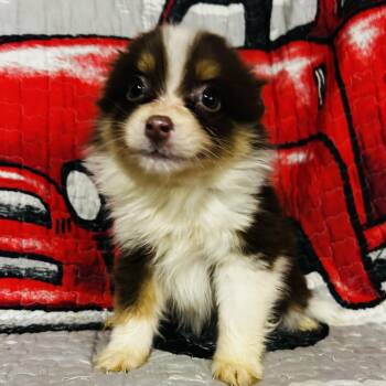 Sadie -  Pomsky Dog for Adoption in Oak Bluffs, Massachusetts - Sadie | PetCurious