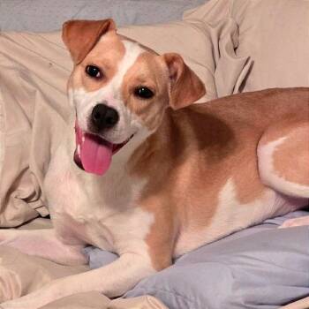 Rescue Mixed Breed Dogs for Adoption in Jacksonville, Florida - Blossom | PetCurious