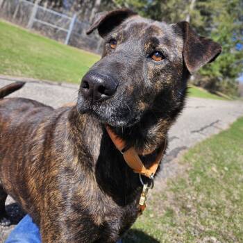 Axel -  Dutch Shepherd and Mixed Breed Dog for Adoption in Wadena, Minnesota - Axel | PetCurious