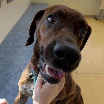 Plott Hound Dogs Available for Adoption in Roanoke, Virginia - Cyrus | PetCurious