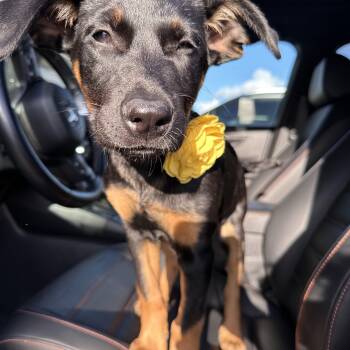 Shepherd and Labrador Retriever Dogs Available for Adoption in San Diego, California - Sunny | PetCurious