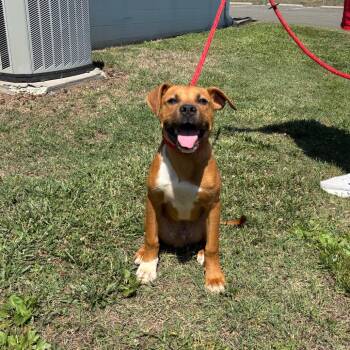 Butter -  Pit Bull Terrier Dog for Adoption in Roxboro, North Carolina - Butter | PetCurious