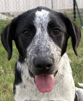 Labrador Retriever and Pointer Dogs Available for Adoption in Boerne, Texas - Wendy | PetCurious