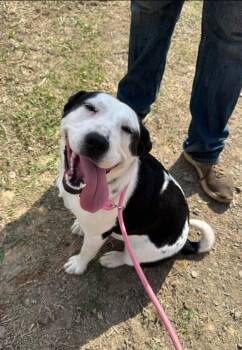 Labrador Retriever and Border Collie Dogs Available for Adoption - Cassie | PetCurious