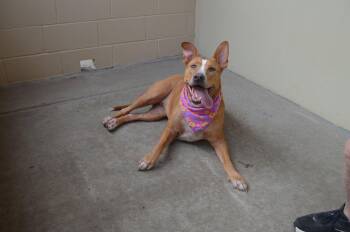 Terrier Dogs Available for Adoption in Mckinney, Texas - Willow | PetCurious