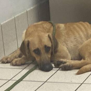 LalaLoopsy -  Mixed Breed Dog for Adoption in Charleston, West Virginia - LalaLoopsy | PetCurious