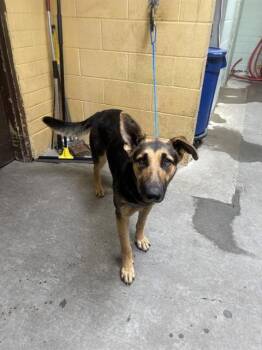 German Shepherd Dog Dogs Available for Adoption in Stockton, California - MARIETTA | PetCurious