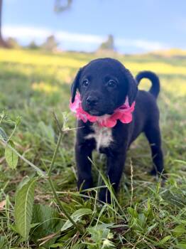 Loretta- Transport -  Wheaten Terrier and Australian Shepherd Dog for Adoption in Gradyville, Kentucky - Loretta- Transport | PetCurious
