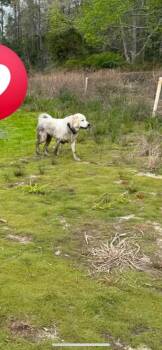 Frankie -  Great Pyrenees Dog for Adoption in Winchester, Virginia - Frankie | PetCurious