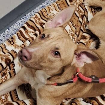 Rescue Mixed Breed Dogs for Adoption in Elk Grove Village, Illinois - Knox | PetCurious