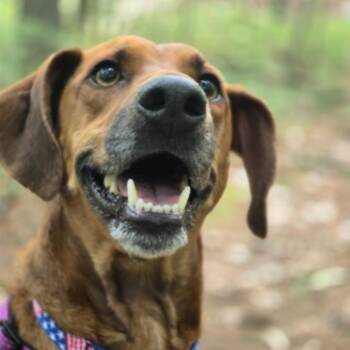 Remy -  Redbone Coonhound and Mixed Breed Dog for Adoption in Hopkinton, Massachusetts - Remy | PetCurious