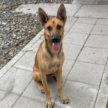 Gory -  Belgian Shepherd Malinois Dog for Adoption in Houston, Texas - Gory | PetCurious