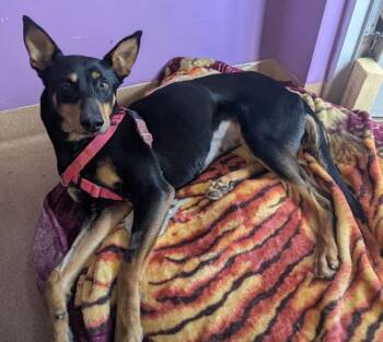 Mixed Breed Dogs Available for Adoption in Santa Rosa, California - Sahara | PetCurious