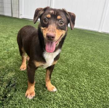 A138156 -  Chihuahua Dog for Adoption in Palmetto, Florida - A138156 | PetCurious